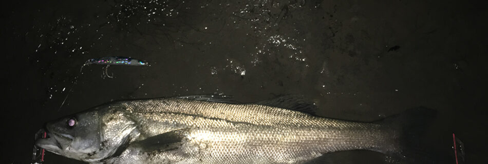 秋田県米代川シーバスダービー1