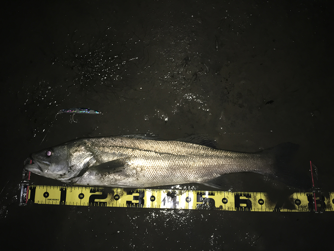 秋田県米代川シーバスダービー1