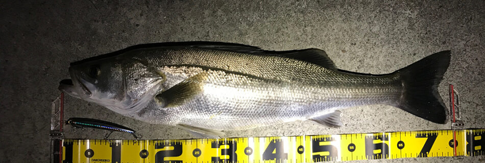 秋田県米代川シーバス釣果1