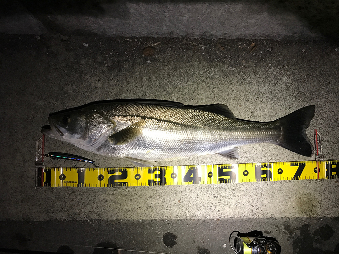 秋田県米代川シーバス釣果1