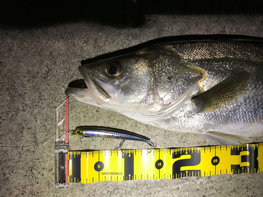 秋田県米代川シーバス釣果2