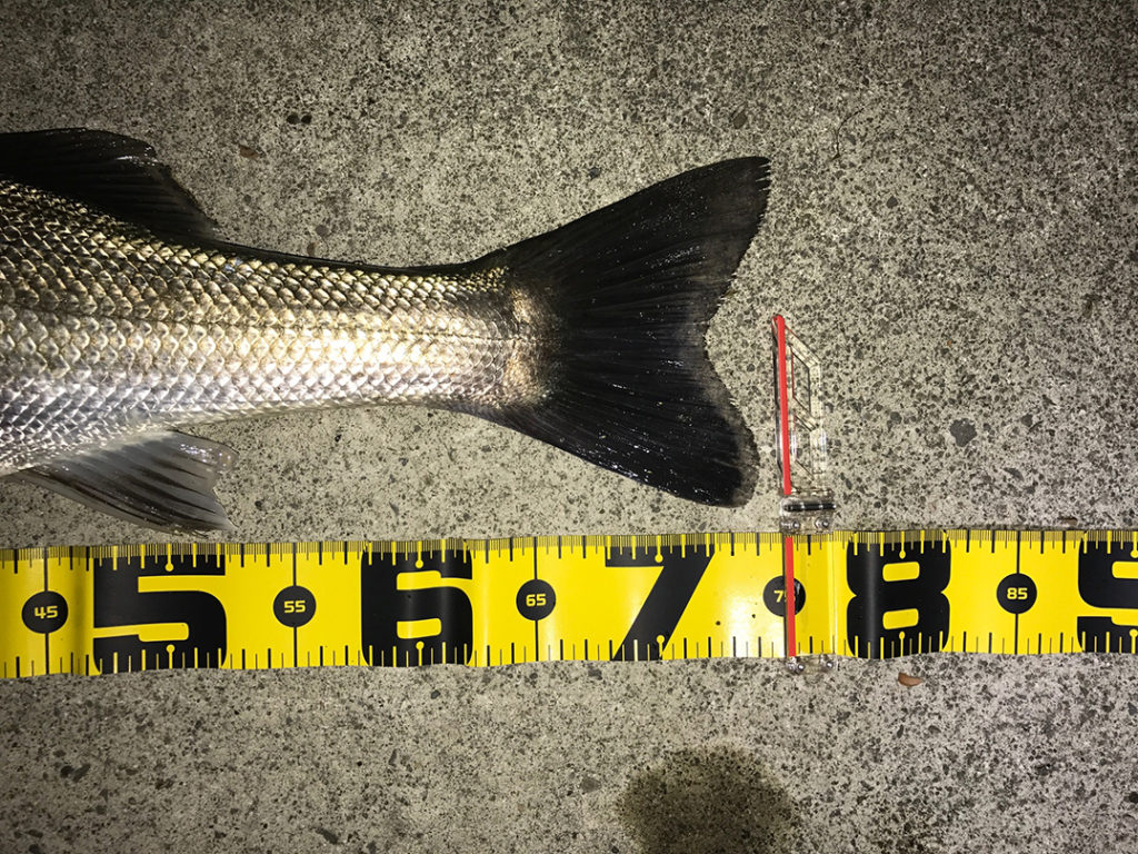 秋田県米代川シーバス釣果3