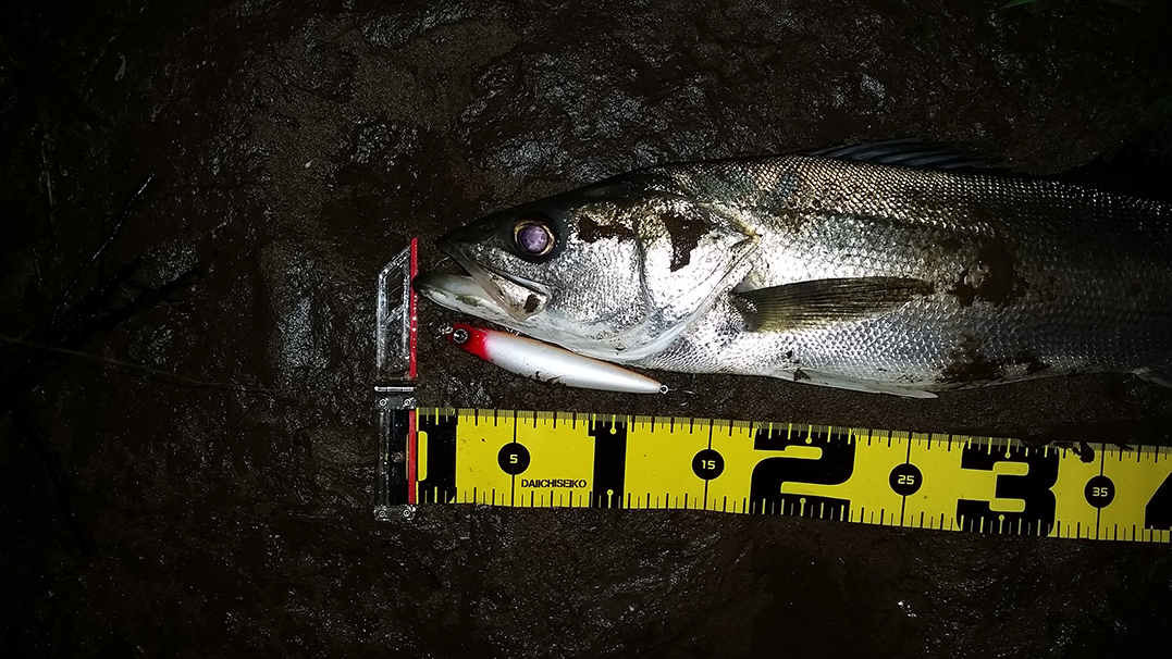 秋田県米代川シーバスダービー2