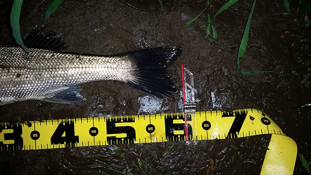 秋田県米代川シーバスダービー3