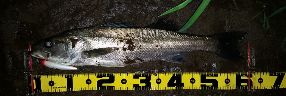 秋田県米代川シーバスダービー1