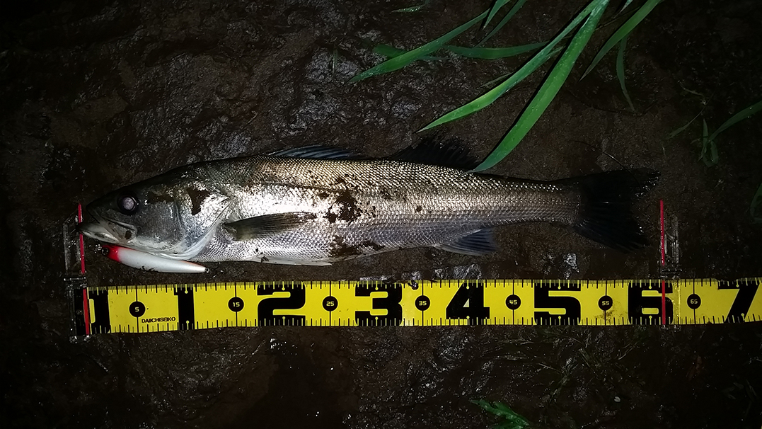 秋田県米代川シーバスダービー1