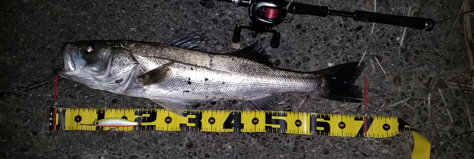 秋田県米代川シーバスダービー1