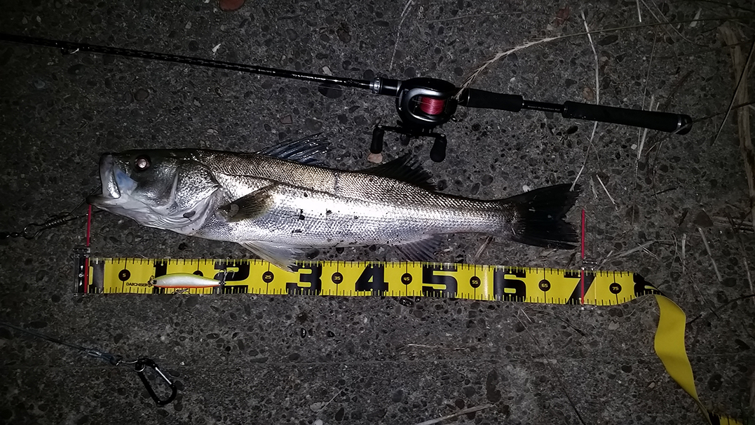 秋田県米代川シーバスダービー1