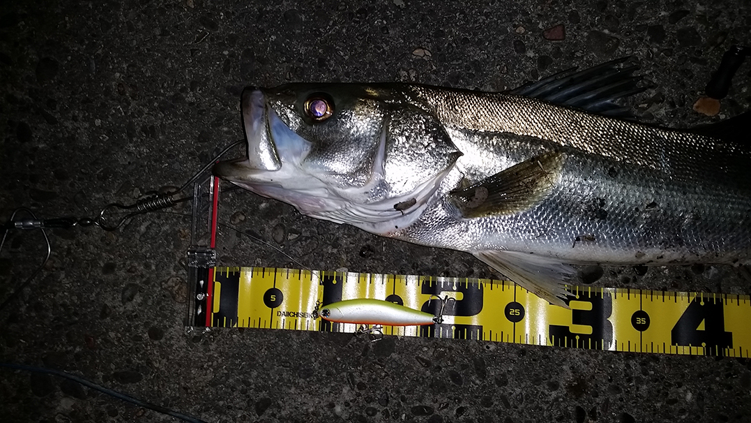 秋田県米代川シーバスダービー2