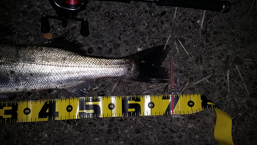 秋田県米代川シーバスダービー3