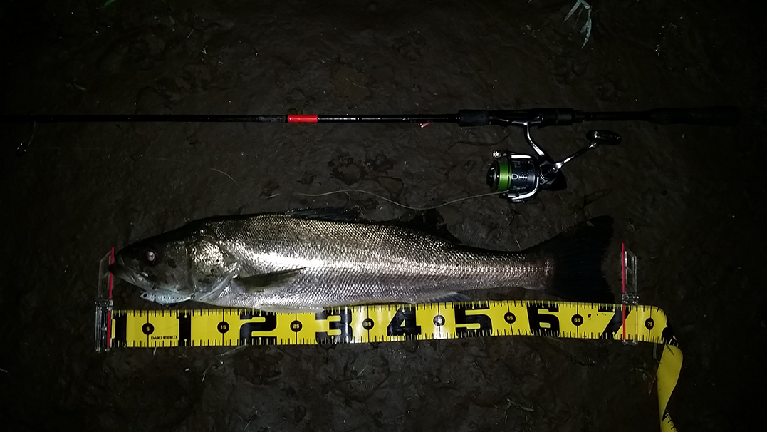 秋田県米代川シーバスダービー4