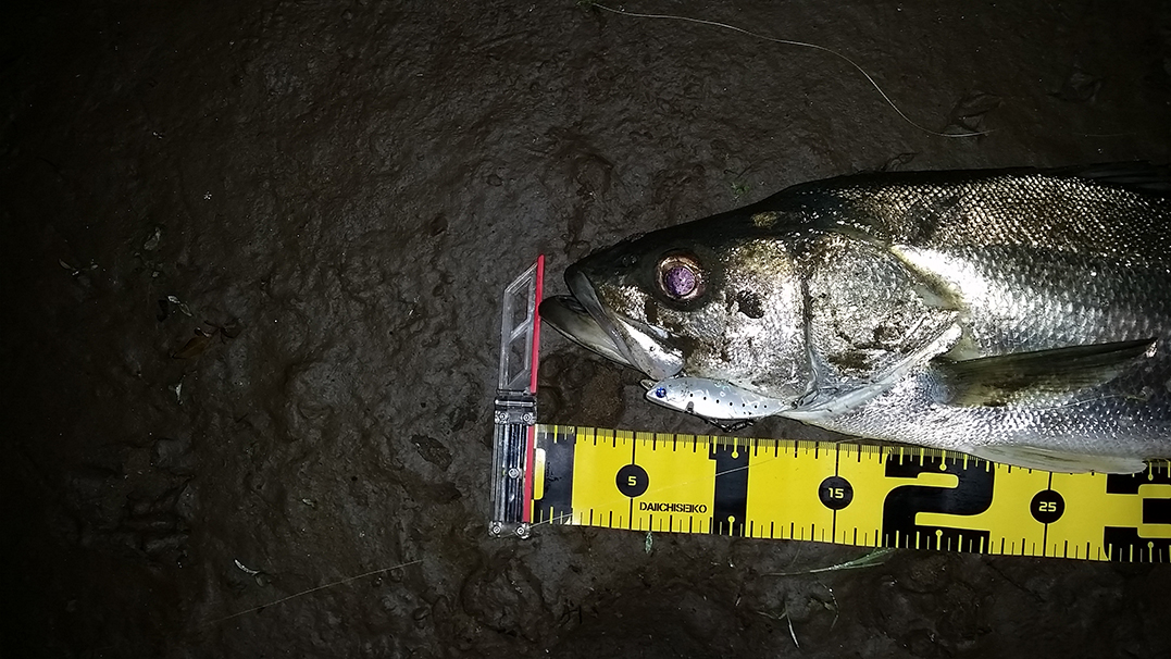 秋田県米代川シーバスダービー1秋田県米代川シーバスダービー5