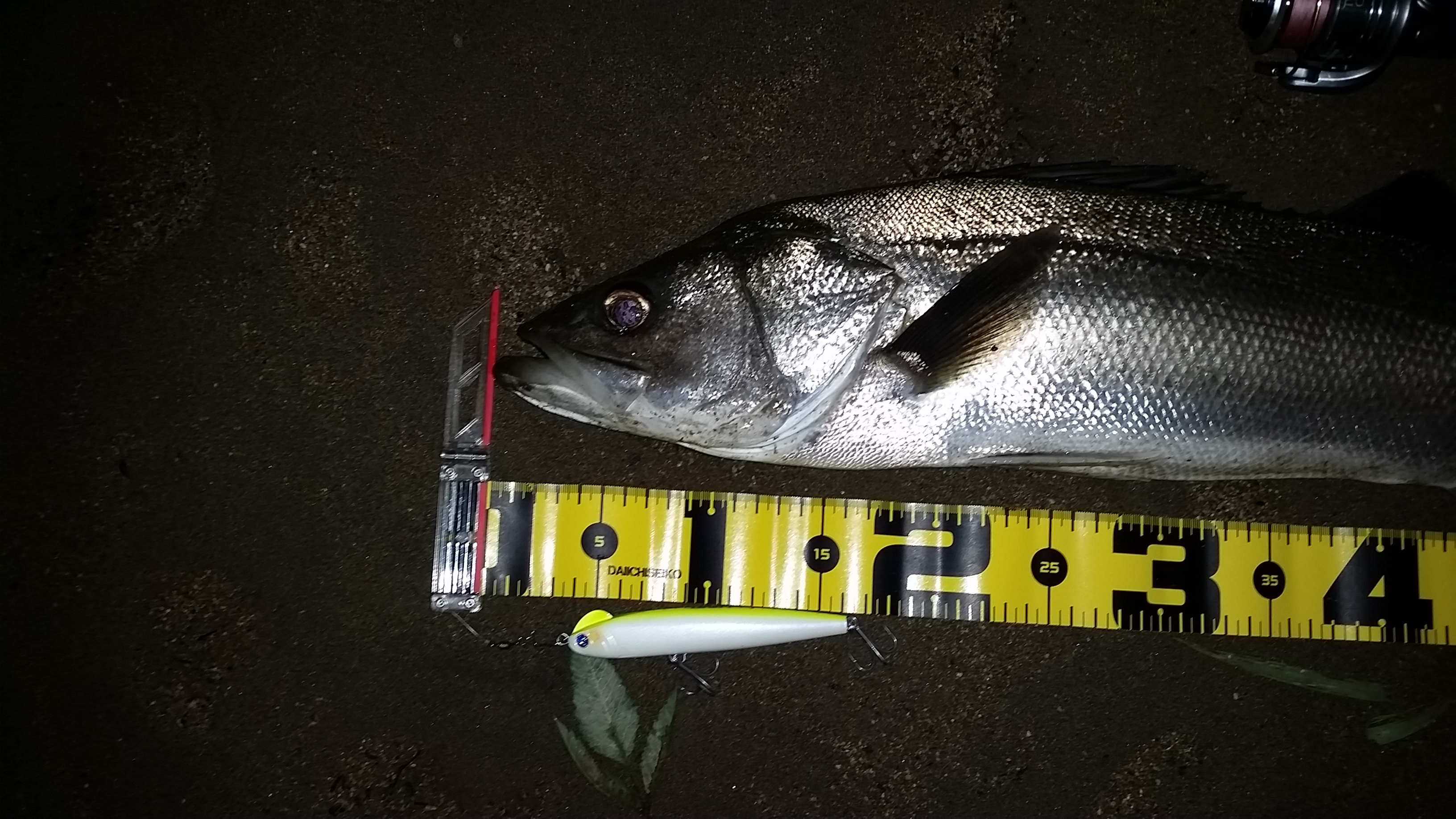 秋田県米代川シーバスダービー2