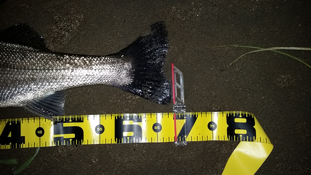 秋田県米代川シーバスダービー3