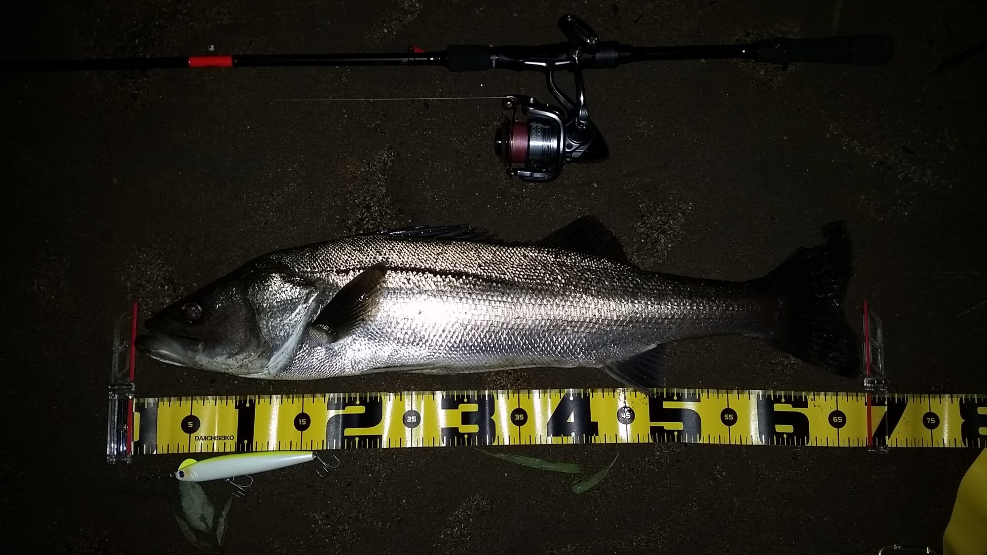 秋田県米代川シーバスダービー1