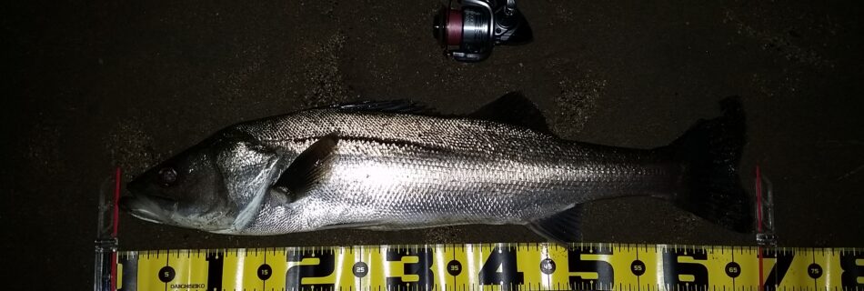 秋田県米代川シーバスダービー1