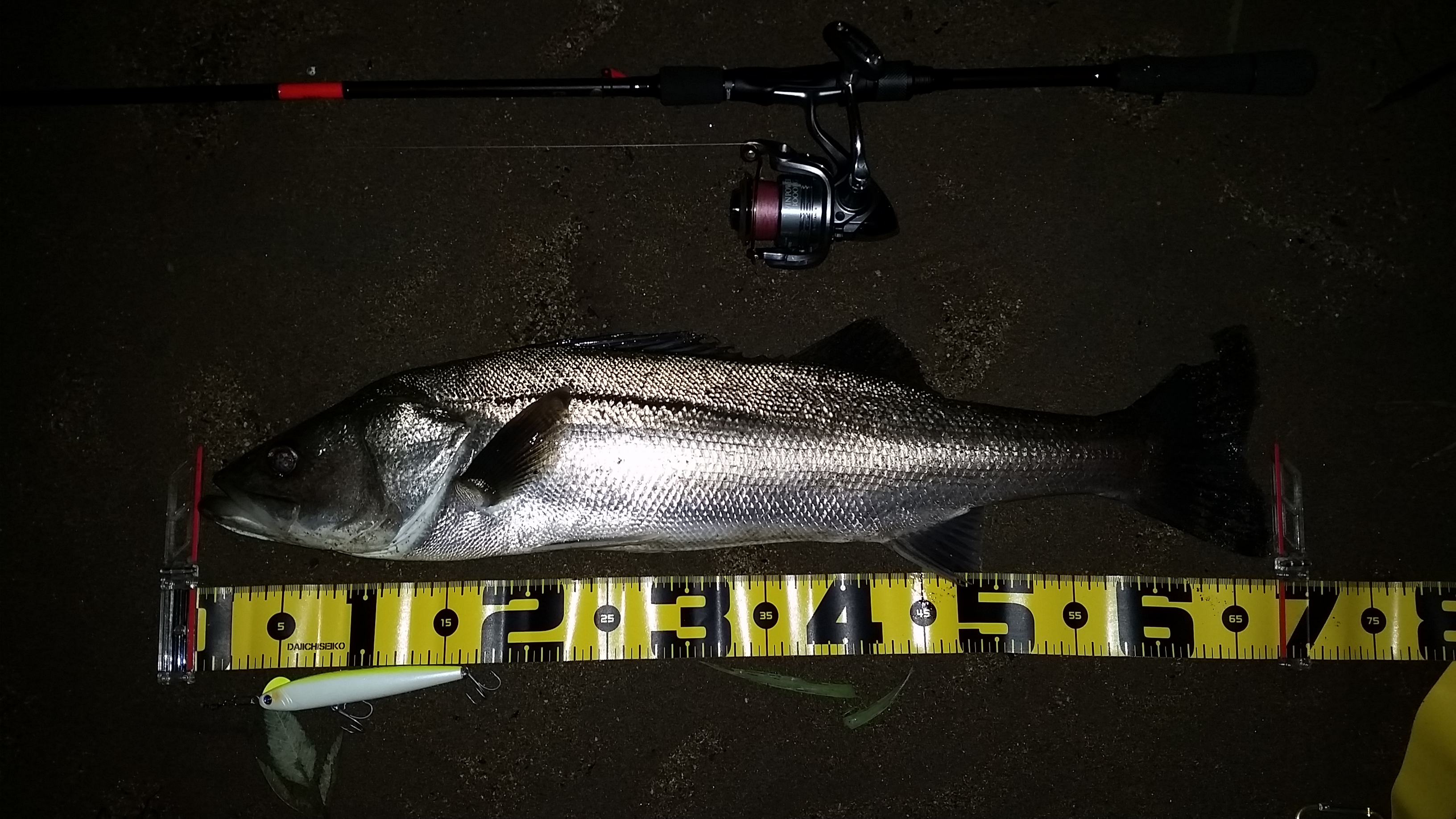 秋田県米代川シーバスダービー1