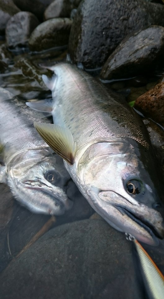 2017秋田県米代川ヤマメ釣果
