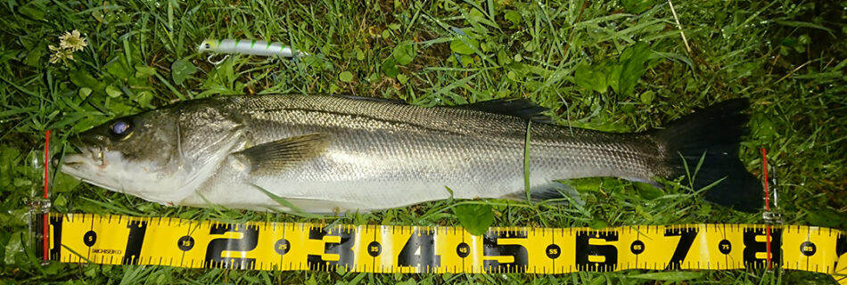 秋田県米代川シーバスダービー1