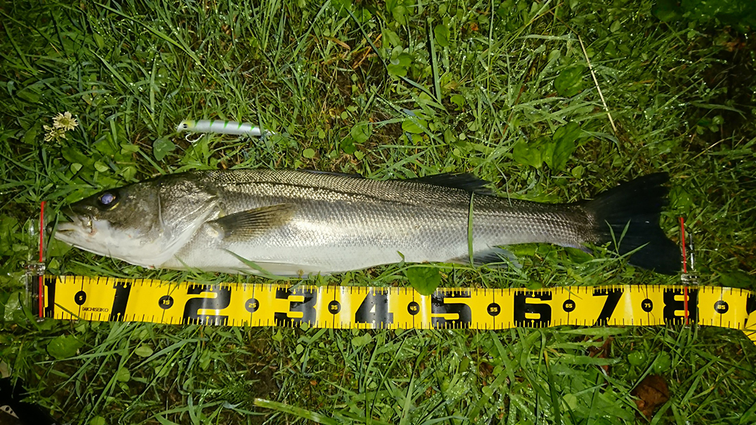 秋田県米代川シーバスダービー1