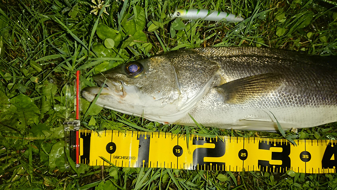 秋田県米代川シーバスダービー2