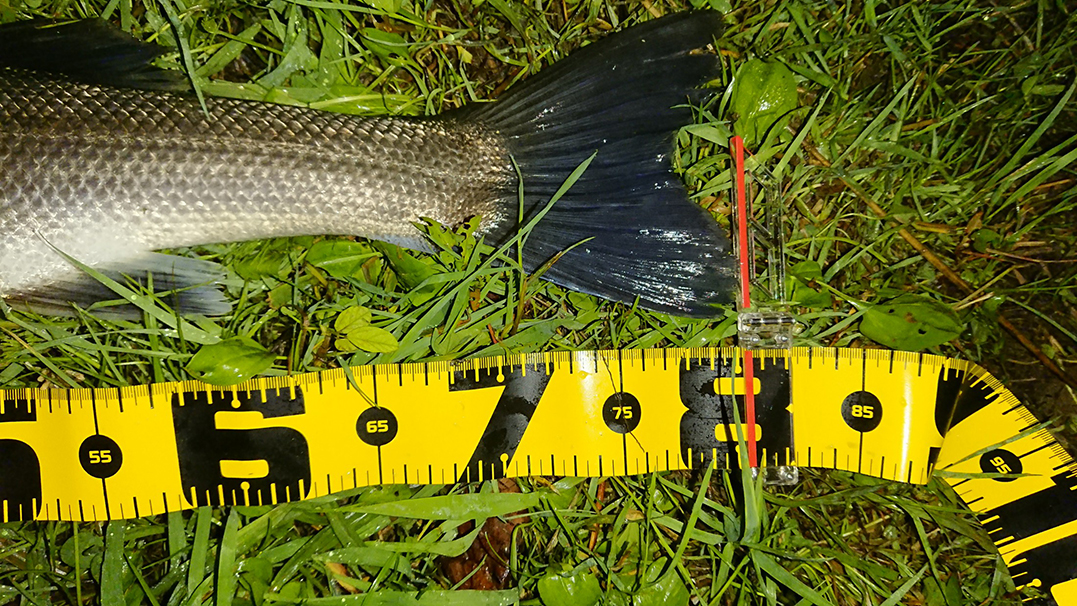 秋田県米代川シーバスダービー3