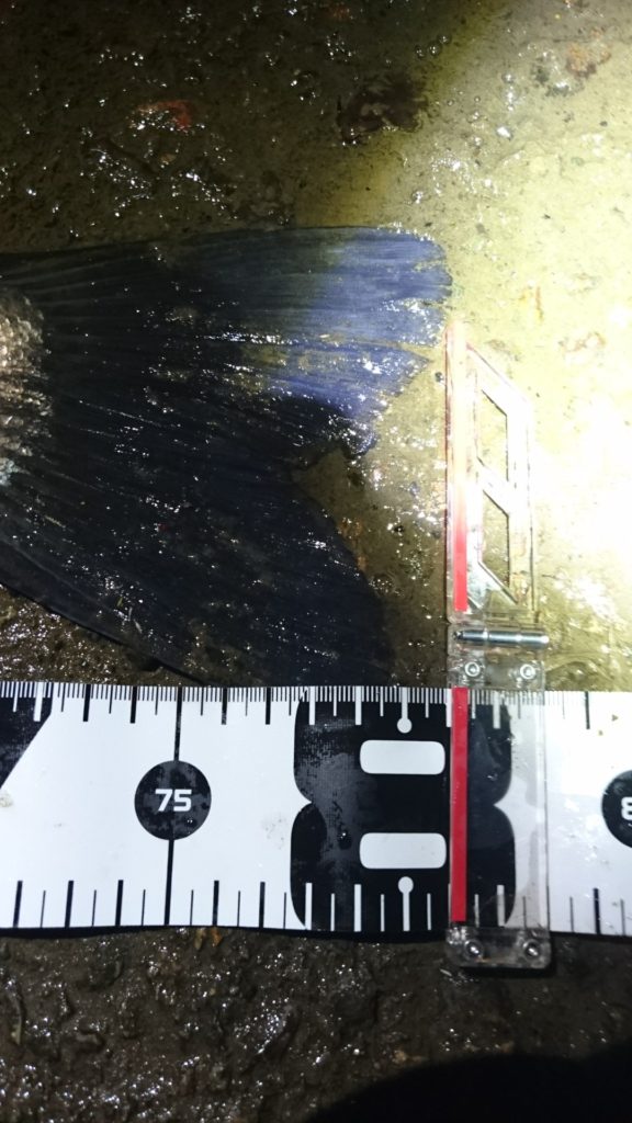 秋田県米代川シーバスダービー3