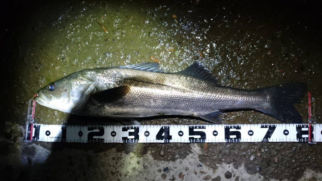 秋田県米代川シーバスダービー1