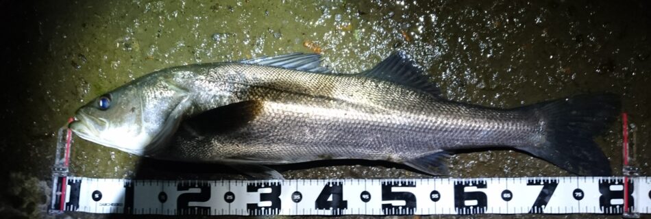 秋田県米代川シーバスダービー1