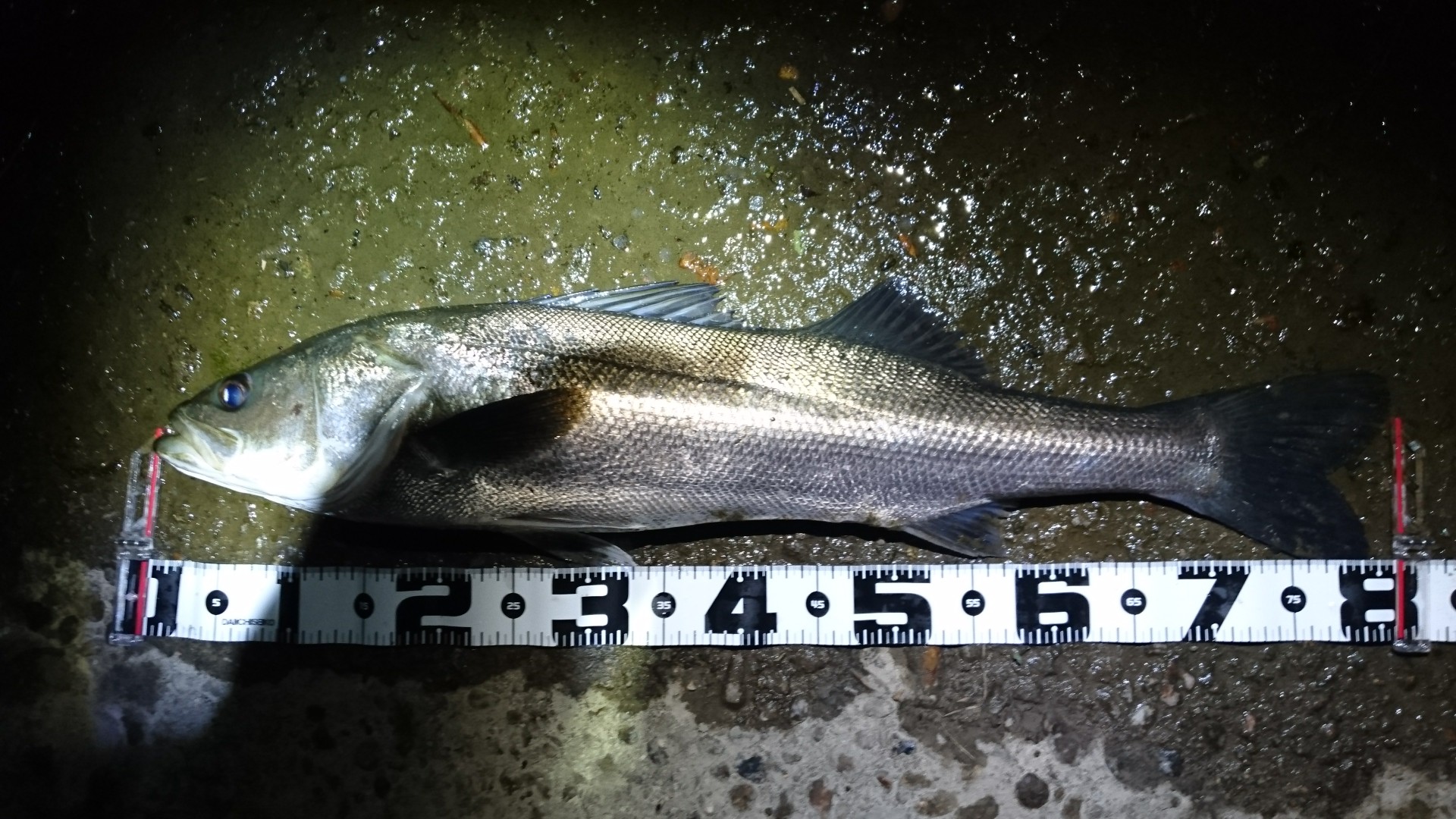 秋田県米代川シーバスダービー1