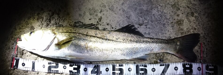 秋田県米代川シーバスダービー1