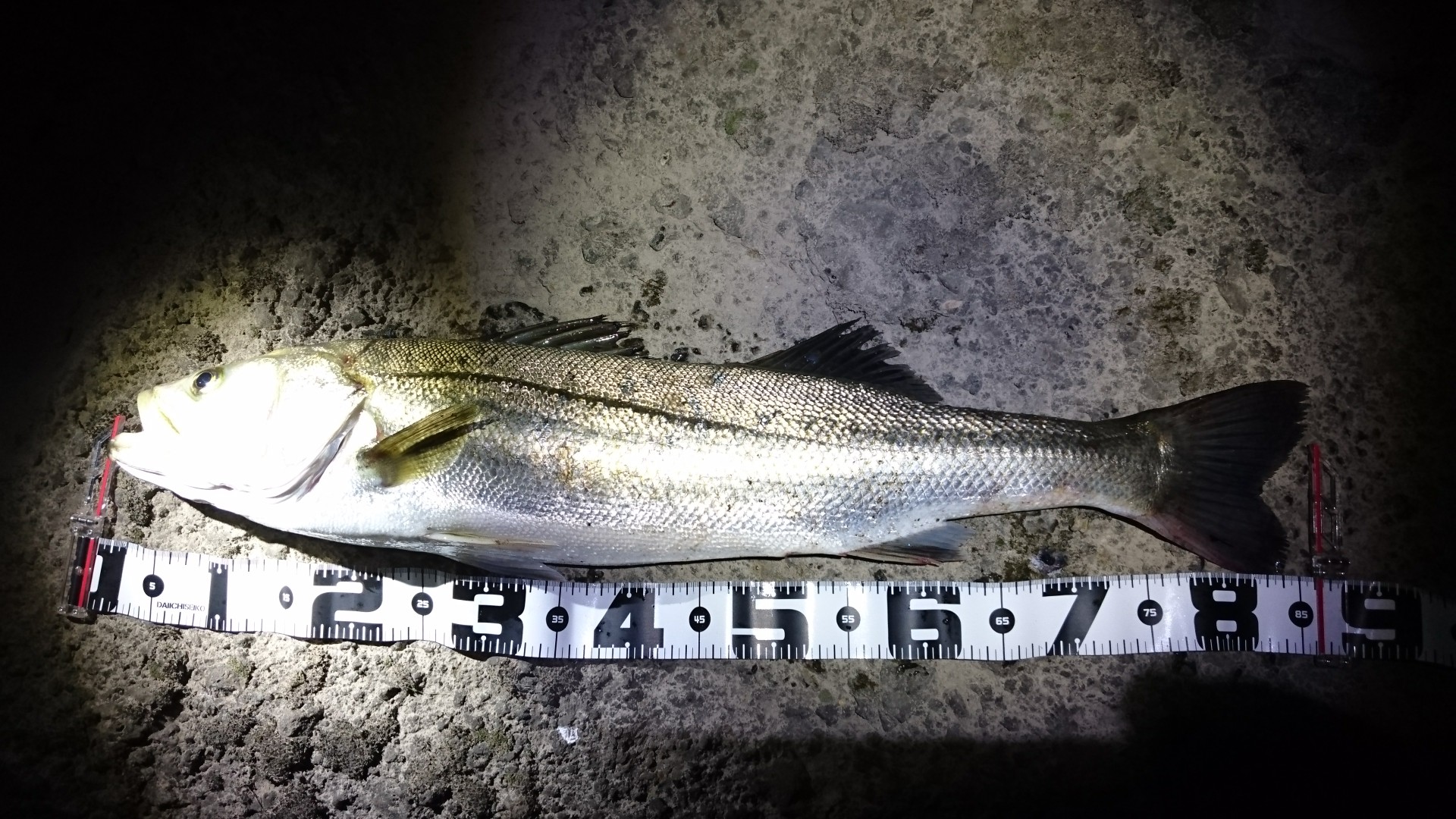 秋田県米代川シーバスダービー1