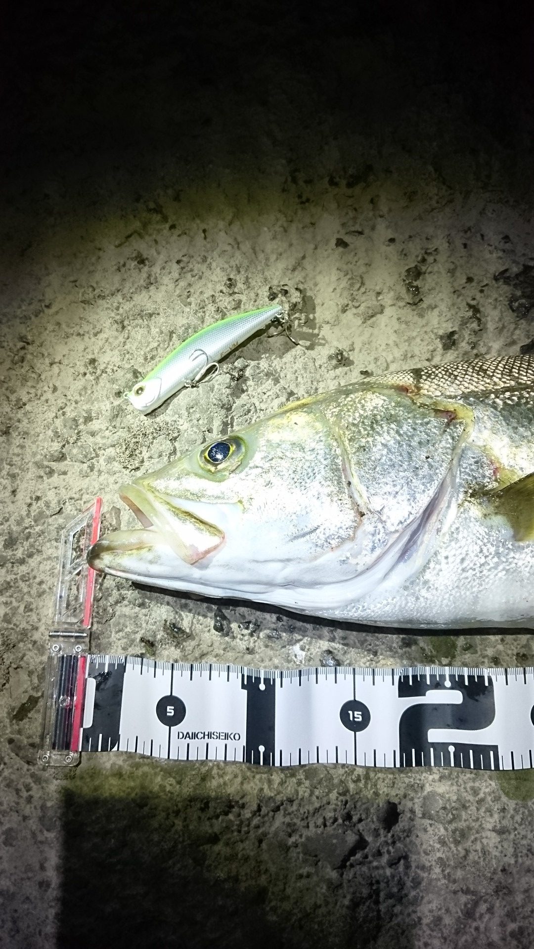 秋田県米代川シーバスダービー2