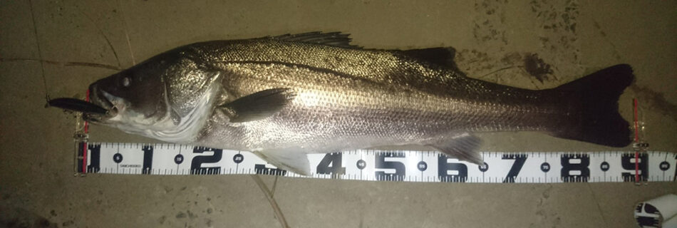 秋田県米代川シーバスダービー1