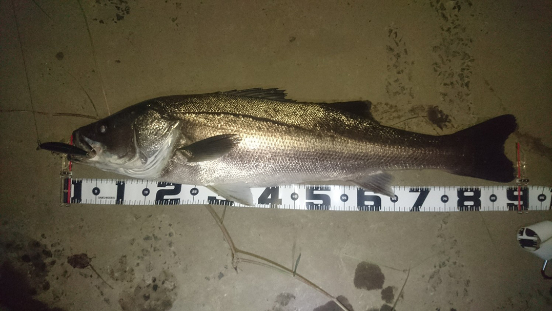 秋田県米代川シーバスダービー1