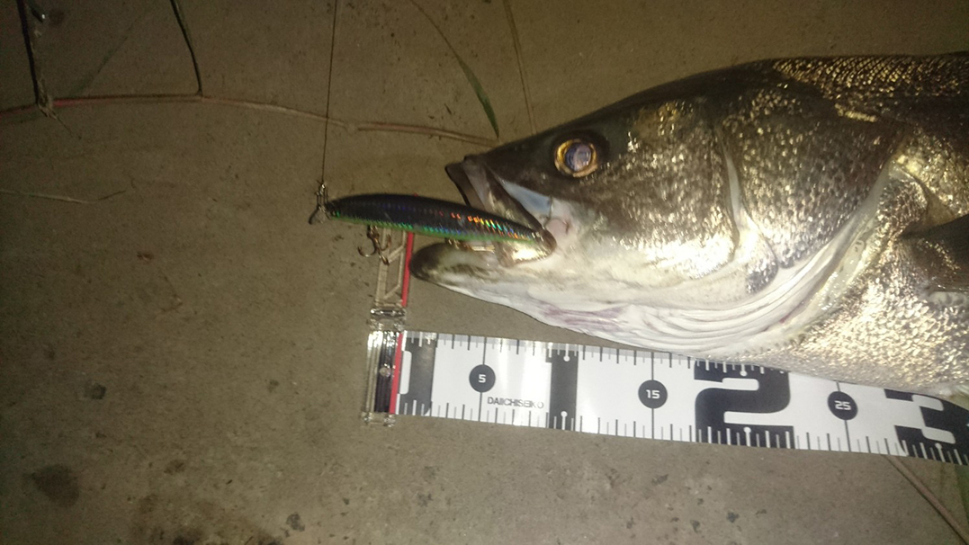 秋田県米代川シーバスダービー2