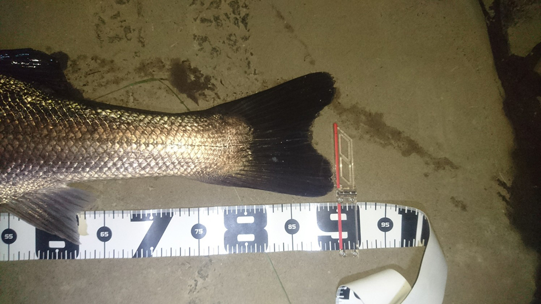 秋田県米代川シーバスダービー3