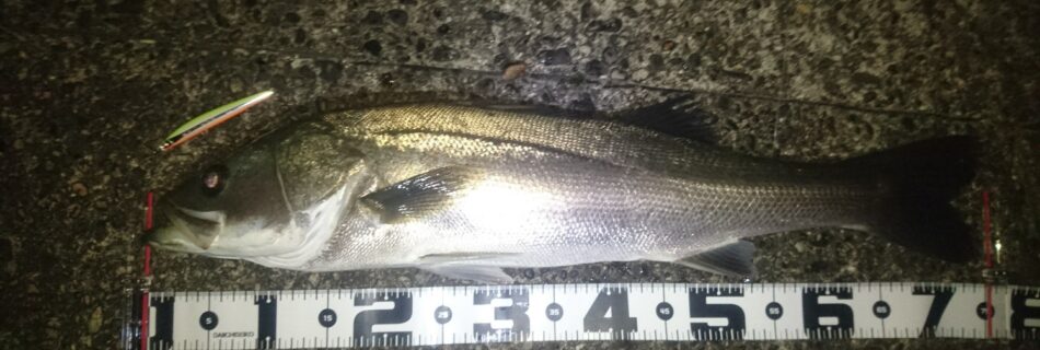 秋田県米代川シーバスダービー1