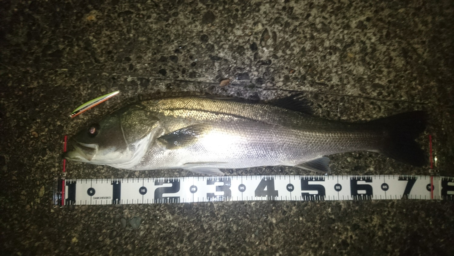 秋田県米代川シーバスダービー1