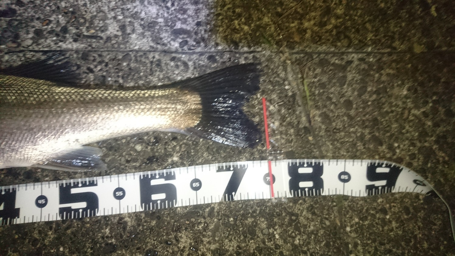 秋田県米代川シーバスダービー3