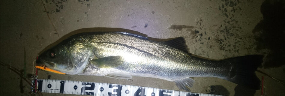 秋田県米代川シーバスダービー1