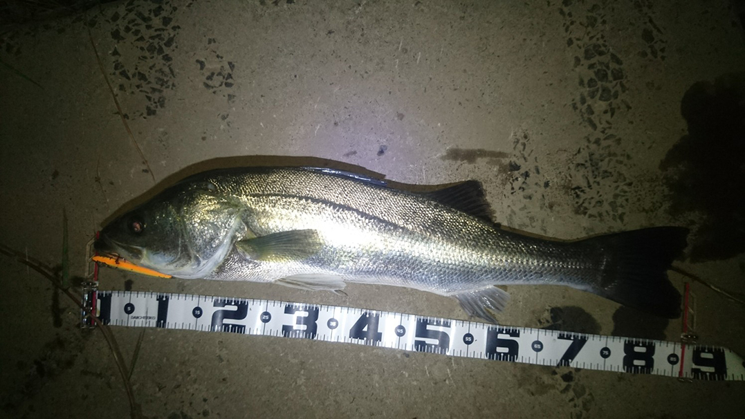 秋田県米代川シーバスダービー1