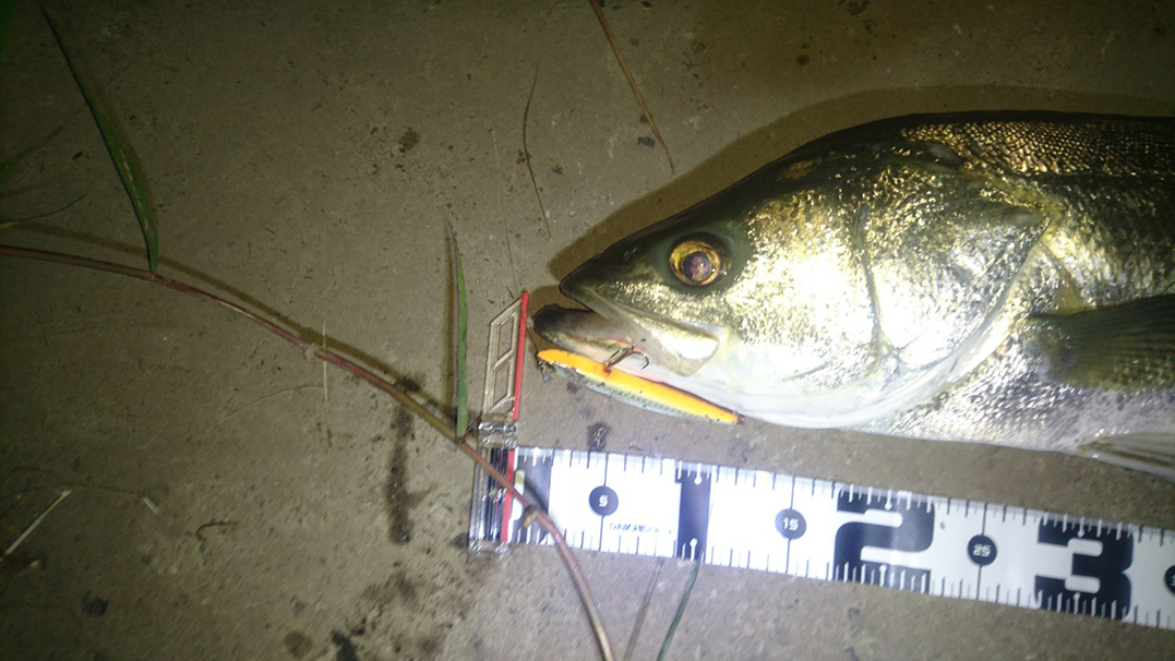 秋田県米代川シーバスダービー2