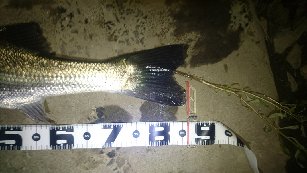 秋田県米代川シーバスダービー3