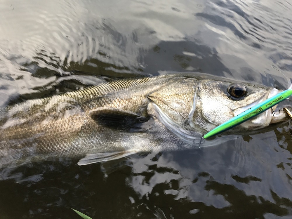 秋田県米代川シーバスダービー2