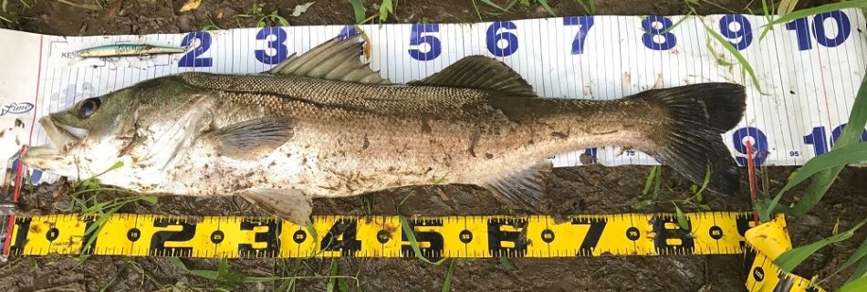 秋田県米代川シーバスダービー1