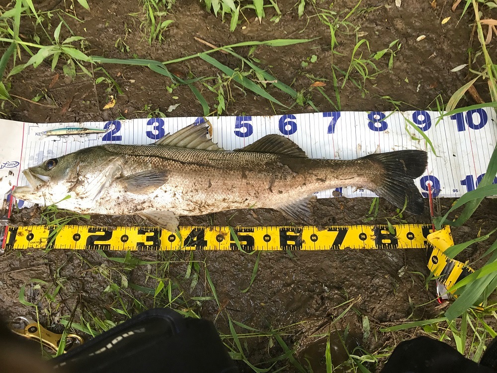 秋田県米代川シーバスダービー1