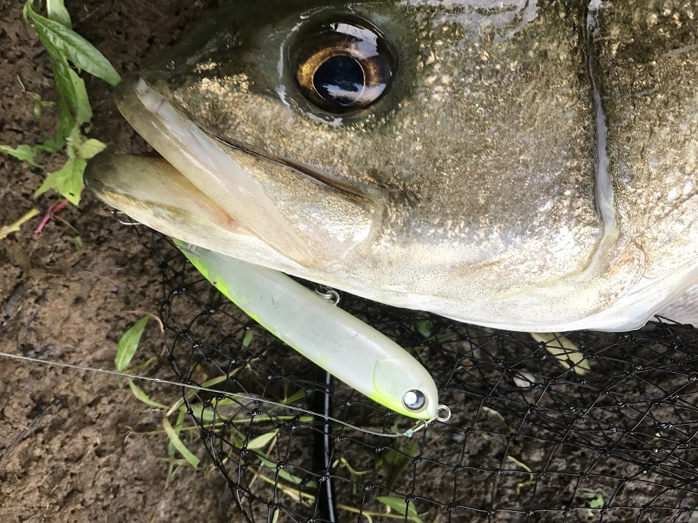 秋田県米代川シーバスダービー2