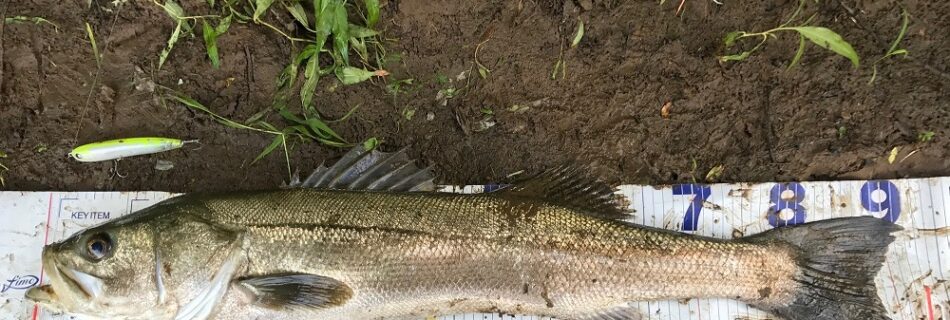秋田県米代川シーバスダービー1