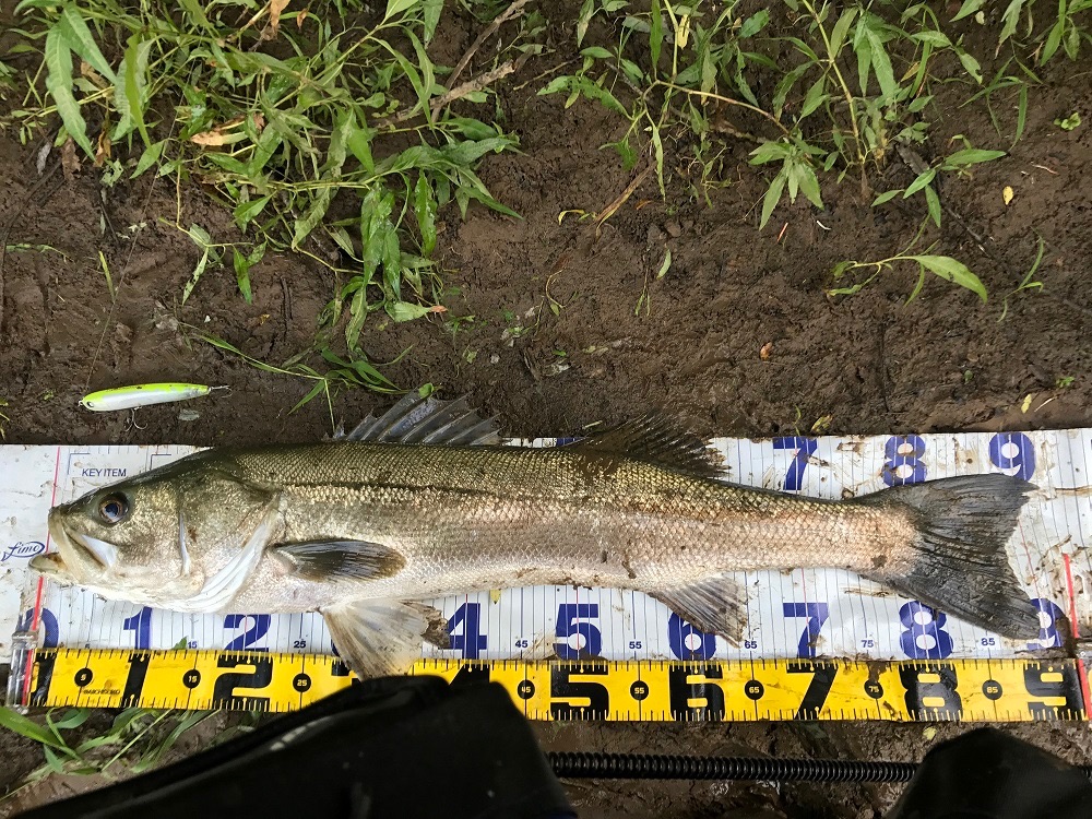 秋田県米代川シーバスダービー1